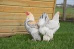 Tamme grote kip | Kindvriendelijk | Brahma groot, Meerdere dieren, Kip