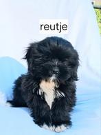 Te koop.mooie speelse boomer pups, Dieren en Toebehoren, Honden | Chihuahua's en Gezelschapshonden, Overige rassen, CDV (hondenziekte)