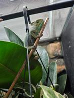 Yemen kameleon vrouw, Dieren en Toebehoren, Reptielen en Amfibieën, Hagedis, 0 tot 2 jaar