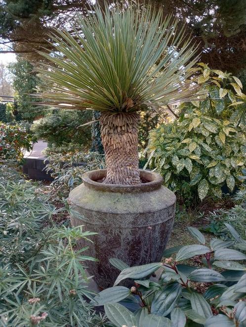 yucca rostrata met pot, Tuin en Terras, Planten | Bomen, Overige soorten, 100 tot 250 cm, Halfschaduw, Zomer, In pot, Ophalen