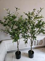 Prachtige kunst olijfboom  - olijf - plant, Ophalen of Verzenden, Nieuw, Binnen
