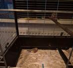 Zebravink man, Dieren en Toebehoren, Vogels | Overige Vogels, Mannelijk