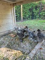 USA zijdehoen kuikentjes, Dieren en Toebehoren, Pluimvee, Geslacht onbekend, Kip