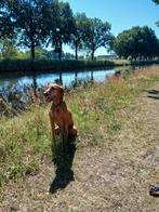 Goed tehuis gezocht voor onze vizsla, Rabiës (hondsdolheid), Overige rassen, Teef, Eén hond