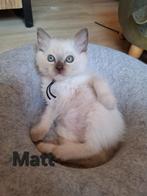 Ragdoll kittens met Stamboom/DNA/ECHO Cinn & Choc, Dieren en Toebehoren, Katten en Kittens | Raskatten | Langhaar, Meerdere dieren