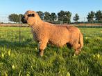 Hampshire Down Ram Stamboek, Dieren en Toebehoren, Schapen, Geiten en Varkens, Mannelijk, Schaap