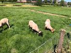 4 Schoonebeeker dekrammen, Dieren en Toebehoren, Schapen, Geiten en Varkens, Mannelijk, Schaap, 0 tot 2 jaar