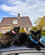 Loki & Mokka, duo van 2 jaar oud zoekt een liefdevol thuis, Dieren en Toebehoren, Meerdere dieren, Gechipt