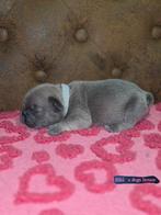 Franse bulldog pups, Dieren en Toebehoren, Particulier, Overige rassen, CDV (hondenziekte), 8 tot 15 weken