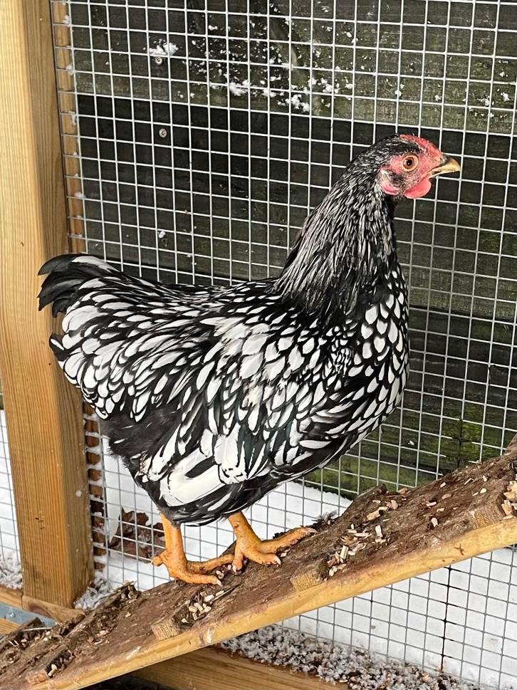 Wyandotte kriel haan, 15 weken oud, Dieren en Toebehoren, Pluimvee, Kip, Mannelijk