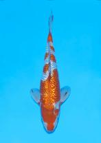 Prachtige GINRIN OCHIBA Tosai NEW stock japanse koi, Karper of Koi