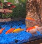 Koudwater aquarium inclusief vissen, filter, voeding en deco, Dieren en Toebehoren, Vissen | Aquariumvissen, Vis, Zoutwatervis