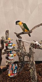 Zwarte kop caique met grote kooi te koop, Dieren en Toebehoren, Mannelijk, Papegaai, Tam