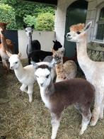 Alpaca merries, merrie veulens, en hengst veulens., Dieren en Toebehoren, Mei, Meerdere dieren