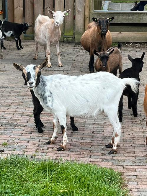 Hoornloze geit, Dieren en Toebehoren, Schapen, Geiten en Varkens, Geit, Vrouwelijk, 0 tot 2 jaar