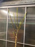 Vijgenboom op stam, Tuin en Terras, Ophalen, 100 tot 250 cm, Vijgenboom