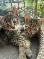 Kittens; gezond, sociaal en lief, Dieren en Toebehoren, Meerdere dieren, Kortharig, 0 tot 2 jaar