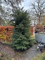 Kerstboomachtige bomen of takken, Tuin en Terras, Planten | Bomen, Bloeit niet, Overige soorten, 100 tot 250 cm, Ophalen