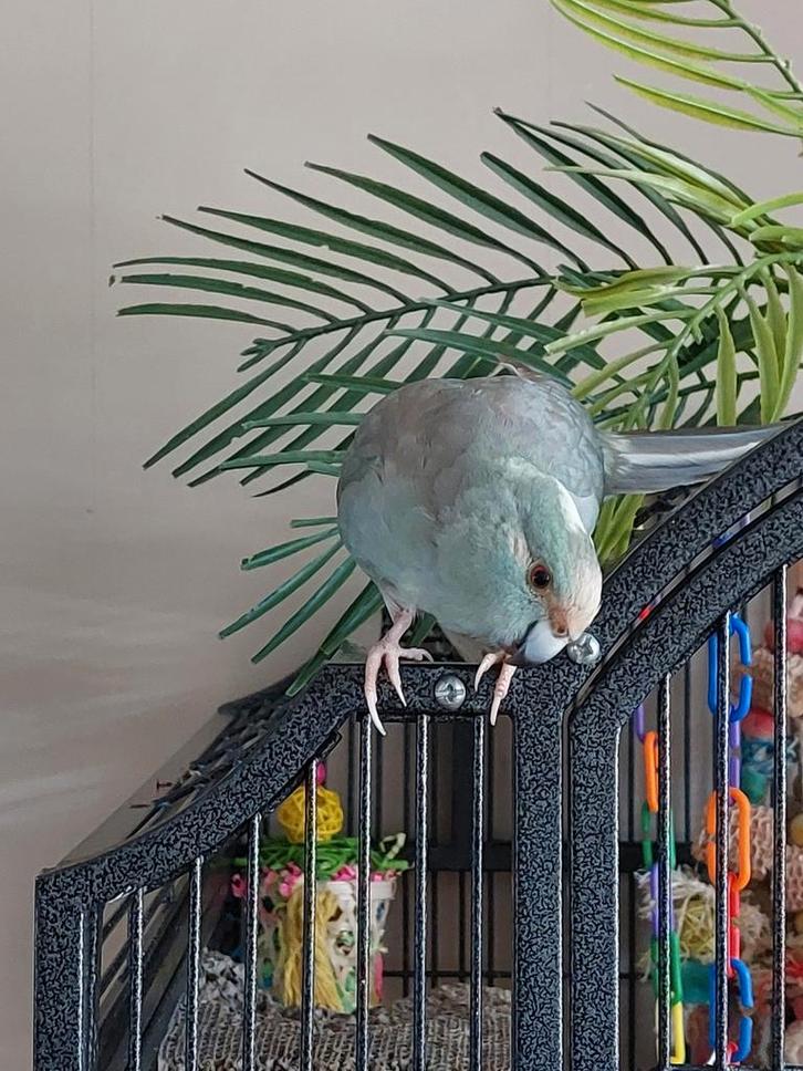 Mooie forse handtamme kakariki man, Dieren en Toebehoren, Vogels | Parkieten en Papegaaien, Parkiet, Mannelijk