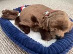 Perfect Petzzz Soft Chocolate Labrador, Ophalen of Verzenden, Zo goed als nieuw, Hond
