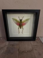 Mooie luxe lijst met een Roze Sprinkhaan, Verzamelen, Ophalen of Verzenden, Nieuw, Insect, Opgezet dier
