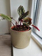 Plant inclusief gouden pot, Ophalen, Overige soorten, Minder dan 100 cm