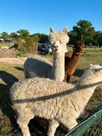Alpacas, alpaca, merrie., Dieren en Toebehoren, Vrouwelijk, Voor 1 juli 2024