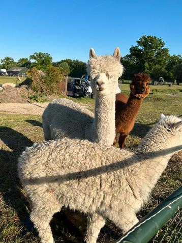Alpacas, alpaca, merrie. beschikbaar voor biedingen