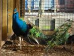 Pauwen | Volwassen hanen | Meerdere soorten beschikbaar!, Dieren en Toebehoren, Mannelijk, Overige soorten