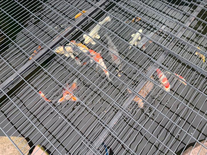Complete koi vijver te koop., Tuin en Terras, Vijver-toebehoren, Vijverfilter, Ophalen of Verzenden