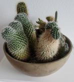 mooie cactussen in ronde bak / schaal Tuincentrum, Cactus, Halfschaduw, In pot, Ophalen