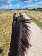Stalling delfse hout/ balijbos / dobbeplas, Dieren en Toebehoren, Stalling en Weidegang, Stalling