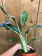 Strelitzia reginae plant variegata albo white wit halfmoon, Huis en Inrichting, Ophalen of Verzenden, Halfschaduw, Minder dan 100 cm