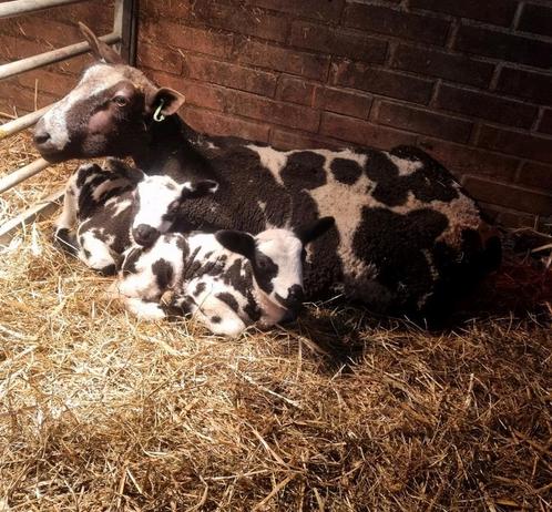 3 mooie bonte stellen, Dieren en Toebehoren, Schapen, Geiten en Varkens, Schaap, Meerdere dieren
