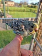 Jonge grasparkiet te koop, Dieren en Toebehoren, Geslacht onbekend, Parkiet, Tam