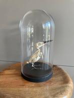 IJsvogel Skelet in Glazen Stolp, Antiek en Kunst, Verzenden