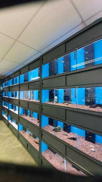 Winkel Aquarium stelling beschikbaar voor biedingen