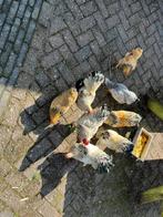 Gratis Wyandotte 5 hanen, Dieren en Toebehoren, Mannelijk, Kip