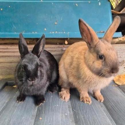 Leuk koppel jonge konijnen, rammetje is al gecastreerd, Dieren en Toebehoren, Konijnen, Klein, Meerdere dieren, 0 tot 2 jaar