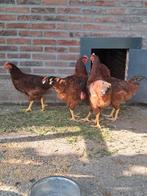 Rhode island red hanen, Dieren en Toebehoren, Pluimvee, Mannelijk, Kip