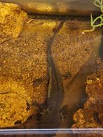 Axolotl's - 1 paartje, 2 jongen (+/- 8-10 cm), Amfibie, 0 tot 2 jaar