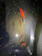 Vijver visjes, Dieren en Toebehoren, Goudvis(sen)