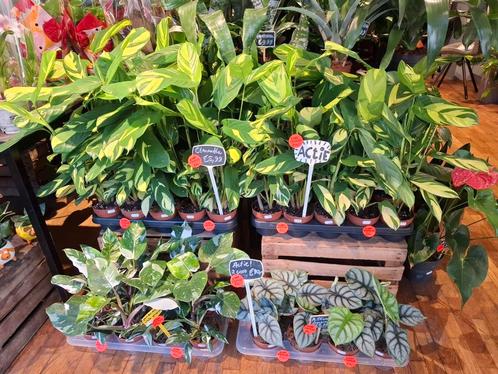 Kies en Mix!, Huis en Inrichting, Kamerplanten, Overige soorten, Minder dan 100 cm, Groene kamerplant, Halfschaduw, In pot, Ophalen of Verzenden