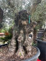 ❗️Actie❗️ Tekoop olijfboom Olea europea, Ophalen of Verzenden, 100 tot 250 cm, Olijfboom, Zomer