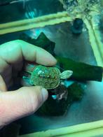 0.0.3 Malaclemys terrapin centrata 2025, Dieren en Toebehoren, Reptielen en Amfibieën, Amfibie, 0 tot 2 jaar