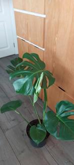 Mooie Gatenplant stekken, Ophalen, Overige soorten, Minder dan 100 cm