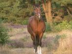 Allround D New Forest merrie, Dieren en Toebehoren, Pony's, Merrie, Gechipt, Dressuurpony, L