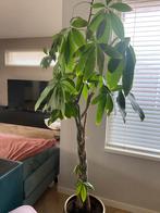 Mooie plant ong 180 cm hoog. Incl binnenpot, Huis en Inrichting, Ophalen of Verzenden, Halfschaduw, 150 tot 200 cm