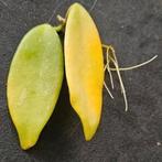 Hoya Thomsonii stekjes met wortels, Overige soorten, In pot, Minder dan 100 cm, Groene kamerplant