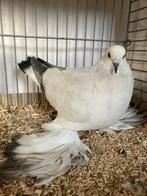 ijsduif ijsduiven sierduif sierduiven, Meerdere dieren, Overige soorten